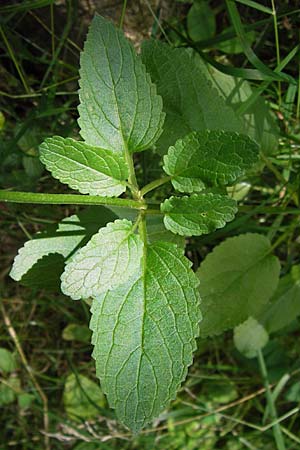 Scrophularia alpestris \ Alpine Braunwurz / Alpine Figwort, E Picos de Europa, Potes 16.8.2012