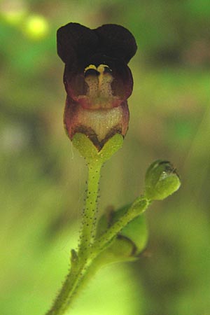Scrophularia alpestris \ Alpine Braunwurz / Alpine Figwort, E Picos de Europa, Potes 16.8.2012