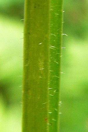 Scrophularia alpestris \ Alpine Braunwurz / Alpine Figwort, E Picos de Europa, Potes 16.8.2012