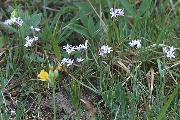 Scilla verna \ Frhlings-Blaustern / Spring Squill, E Vitoria 7.5.2000