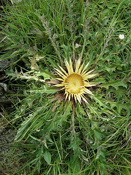 Carlina acanthifolia \ Akanthus-Silberdistel / Acanthus-Leaved Thistle, E Pyrenäen/Pyrenees, Caldes de Boi 16.8.2006
