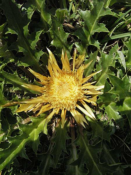 Carlina acanthifolia \ Akanthus-Silberdistel / Acanthus-Leaved Thistle, E Pyrenäen/Pyrenees, Caldes de Boi 16.8.2006