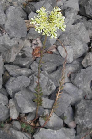 Sedum sediforme \ Nizza-Mauerpfeffer / Pale Stonecrop, E Pyrenäen/Pyrenees, Ordesa 22.8.2011