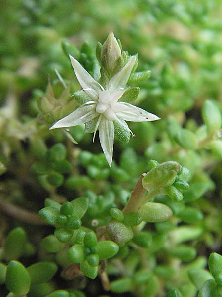Sedum anglicum subsp. pyrenaicum \ Pyren&auml;en-Mauerpfeffer / Pyrenean Stonecrop, E Pyren&auml;en/Pyrenees, Caldes de Boi 16.8.2006