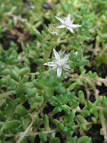 Sedum anglicum subsp. pyrenaicum \ Pyren&auml;en-Mauerpfeffer / Pyrenean Stonecrop, E Pyren&auml;en/Pyrenees, Caldes de Boi 16.8.2006
