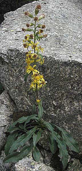 Solidago virgaurea \ Gewhnliche Goldrute, Echte Goldrute / Goldenrod, E Pyrenäen/Pyrenees, Caldes de Boi 16.8.2006