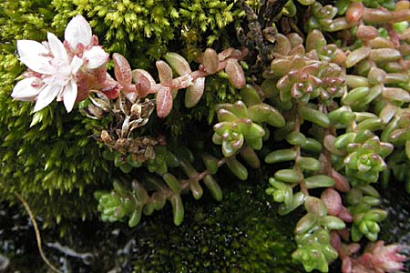Sedum anglicum subsp. pyrenaicum \ Pyren&auml;en-Mauerpfeffer / Pyrenean Stonecrop, E Pyren&auml;en/Pyrenees, Caldes de Boi 18.8.2006