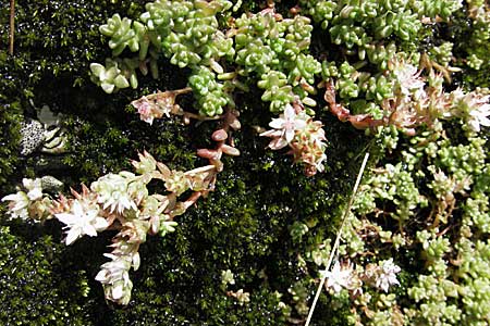 Sedum anglicum subsp. pyrenaicum \ Pyren&auml;en-Mauerpfeffer / Pyrenean Stonecrop, E Pyren&auml;en/Pyrenees, Caldes de Boi 18.8.2006