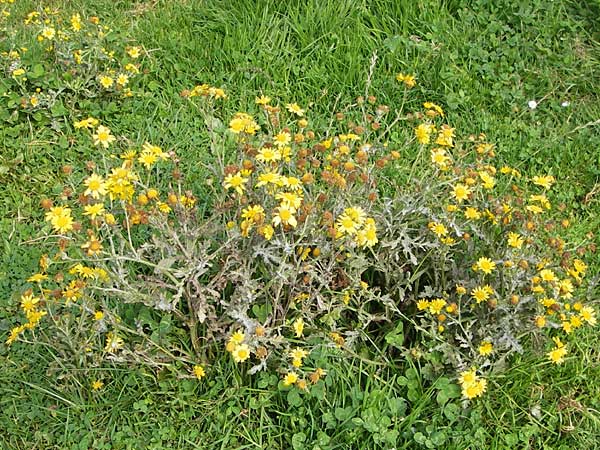 Senecio gallicus ? \ Franzsisches Greiskraut / Southern Ragwort, French Groundsel, E Picos de Europa, Covadonga 7.8.2012