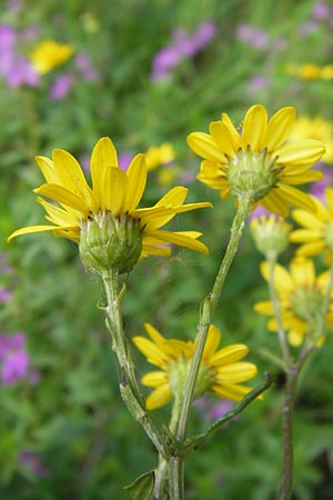 Senecio gallicus ? \ Franzsisches Greiskraut / Southern Ragwort, French Groundsel, E Asturien/Asturia Llanes 12.8.2012