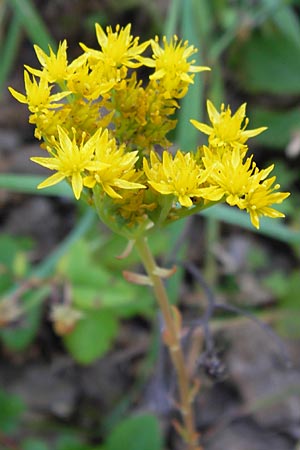 Sedum forsterianum \ Zierliche Felsen-Fetthenne / Rock Stonecrop, Welsh Stonecrop, E Picos de Europa, Posada de Valdeon 13.8.2012