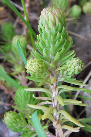 Sedum forsterianum \ Zierliche Felsen-Fetthenne / Rock Stonecrop, Welsh Stonecrop, E Picos de Europa, Posada de Valdeon 13.8.2012