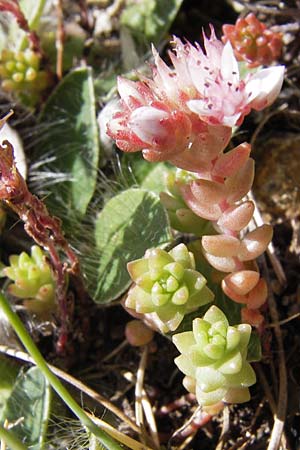 Sedum anglicum \ Englischer Mauerpfeffer / English Stonecrop, E Picos de Europa, Puerto de San Glorio 13.8.2012