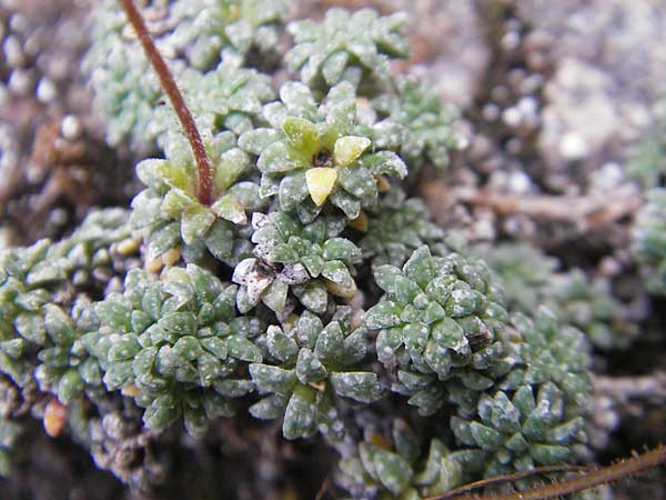 Saxifraga caesia \ Blaugrner Steinbrech / Grey Saxifrage, E Pyrenäen/Pyrenees, Ordesa 23.8.2011