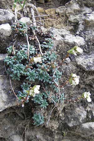 Saxifraga caesia \ Blaugrner Steinbrech / Grey Saxifrage, E Pyrenäen/Pyrenees, Ordesa 23.8.2011
