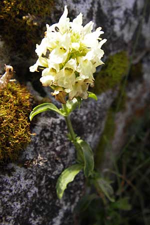 Sideritis hyssopifolia subsp. eynensis \ Pyrenen-Gliedkraut / Pyrenean Ironwort, E Picos de Europa, Covadonga 7.8.2012