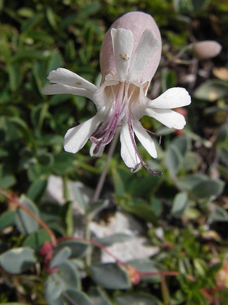 Silene vulgaris subsp. prostrata \ Alpen-Leimkraut / Prostrate Bladder Campion, E Picos de Europa, Fuente De 14.8.2012
