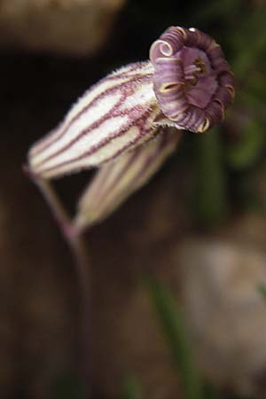 Silene ciliata \ Bewimperte Lichtnelke / Ciliate Campion, E Picos de Europa, Fuente De 14.8.2012