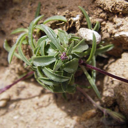 Silene ciliata \ Bewimperte Lichtnelke / Ciliate Campion, E Picos de Europa, Fuente De 14.8.2012