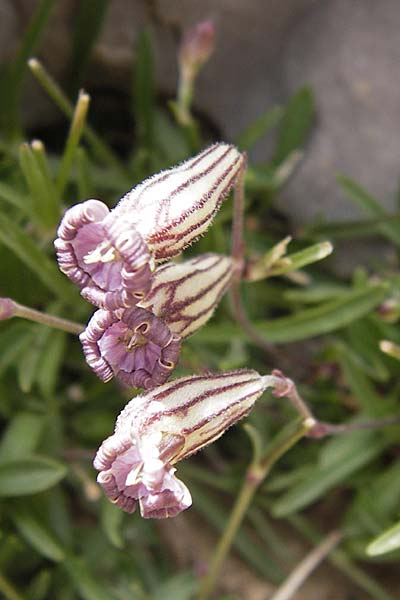 Silene ciliata \ Bewimperte Lichtnelke / Ciliate Campion, E Picos de Europa, Fuente De 14.8.2012