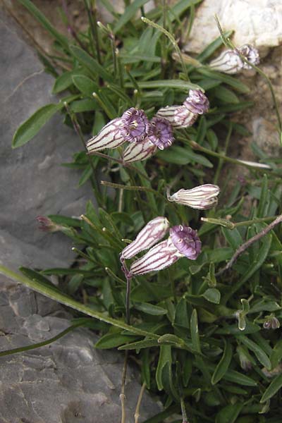 Silene ciliata \ Bewimperte Lichtnelke / Ciliate Campion, E Picos de Europa, Fuente De 14.8.2012