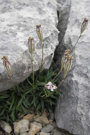 Silene ciliata \ Bewimperte Lichtnelke / Ciliate Campion, E Picos de Europa, Fuente De 14.8.2012