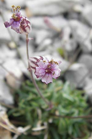 Silene ciliata \ Bewimperte Lichtnelke / Ciliate Campion, E Picos de Europa, Fuente De 14.8.2012