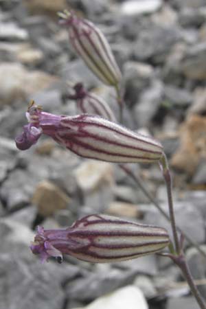 Silene ciliata \ Bewimperte Lichtnelke / Ciliate Campion, E Picos de Europa, Fuente De 14.8.2012