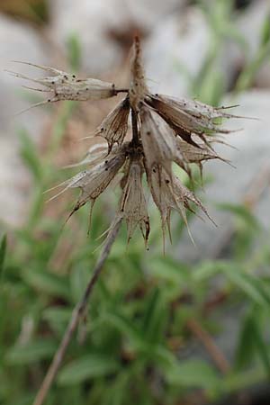 Sideritis hyssopifolia subsp. eynensis \ Pyrenen-Gliedkraut / Pyrenean Ironwort, E Pyrenäen/Pyrenees, Prat de Cadi 6.8.2018