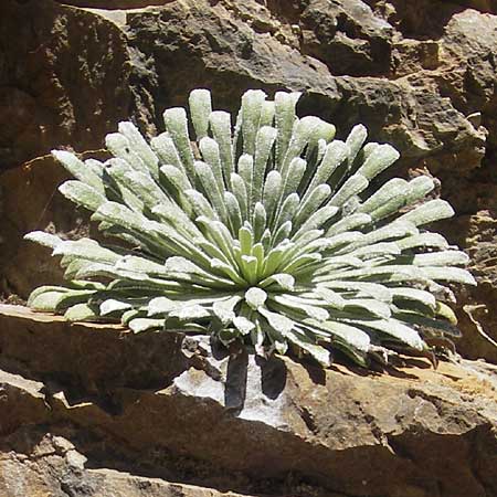 Saxifraga longifolia \ Pyren&auml;en-Steinbrech, K&ouml;nigs-Steinbrech / Pyrenean Saxifrage, Silver Saxifrage, E Pyren&auml;en/Pyrenees, Hecho - Tal / Valley 19.8.2011