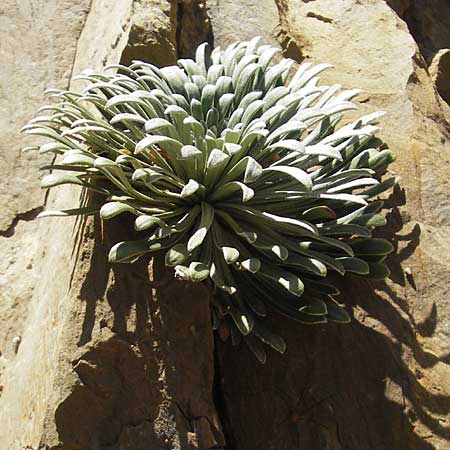 Saxifraga longifolia \ Pyren&auml;en-Steinbrech, K&ouml;nigs-Steinbrech / Pyrenean Saxifrage, Silver Saxifrage, E Pyren&auml;en/Pyrenees, Hecho - Tal / Valley 19.8.2011