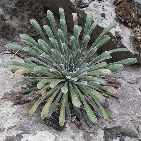 Saxifraga longifolia \ Pyren&auml;en-Steinbrech, K&ouml;nigs-Steinbrech / Pyrenean Saxifrage, Silver Saxifrage, E Pyren&auml;en/Pyrenees, Anso - Tal / Valley 19.8.2011
