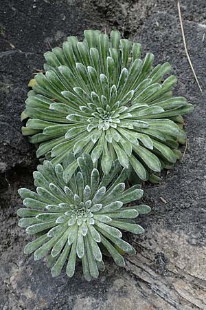 Saxifraga longifolia \ Pyren&auml;en-Steinbrech, K&ouml;nigs-Steinbrech / Pyrenean Saxifrage, Silver Saxifrage, E Pyren&auml;en/Pyrenees, La Popla de Lillet 5.8.2018