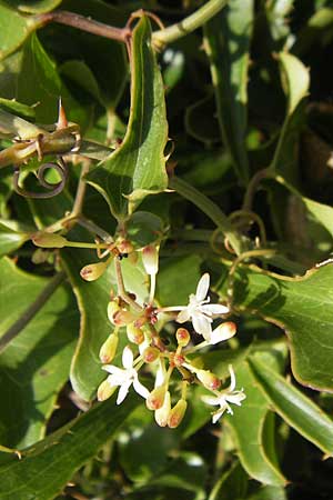Smilax aspera \ Stechwinde / Rough Bindweed, E Zumaia 16.8.2011