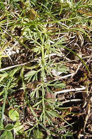 Seseli montanum \ Bergfenchel / Seseli, E Pyrenäen/Pyrenees, Hecho - Tal / Valley 19.8.2011