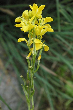 Sisymbrium orientale \ Orientalische Rauke / Eastern Rocket, E Pyrenäen/Pyrenees, Caldes de Boi 16.8.2006