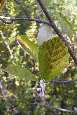 Sorbus aria \ Echte Mehlbeere / Whitebeam, E Usun 20.8.2011