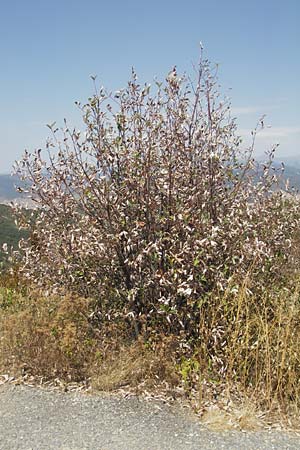 Sorbus aria \ Echte Mehlbeere / Whitebeam, E Pyrenäen/Pyrenees, Jaca 21.8.2011