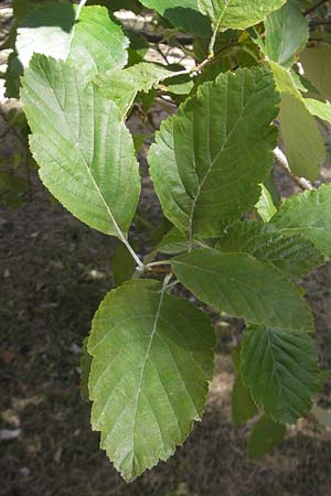 Sorbus aria \ Echte Mehlbeere / Whitebeam, E Pyrenäen/Pyrenees, Jaca 21.8.2011