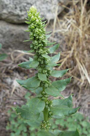 Spinacia oleracea \ Spinat / Spinach, E Pyrenäen/Pyrenees, Erill la Vall in Boi - Tal / Valley 16.8.2006