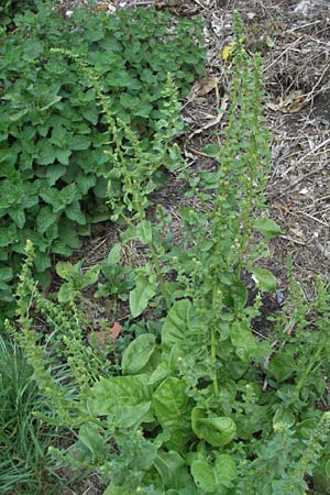 Spinacia oleracea \ Spinat / Spinach, E Pyrenäen/Pyrenees, Erill la Vall in Boi - Tal / Valley 16.8.2006