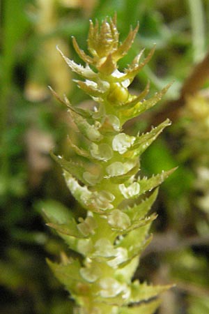 Selaginella selaginoides \ Dorniger Moosfarn / Lesser Clubmoss, E Pyrenäen/Pyrenees, Caldes de Boi 18.8.2006
