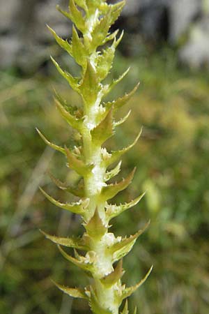 Selaginella selaginoides \ Dorniger Moosfarn / Lesser Clubmoss, E Pyrenäen/Pyrenees, Caldes de Boi 18.8.2006
