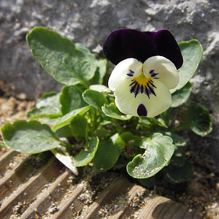 Viola wittrockiana \ Garten-Stiefm�tterchen / Pansy, E Lekeitio 6.8.2012