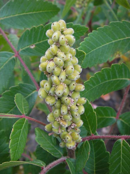 Rhus coriaria \ Gew�rz-Sumach, Gerber-Sumach / Elm-Leaved Sumach, E Picos de Europa, Potes 13.8.2012