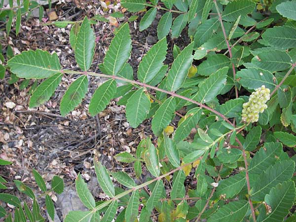 Rhus coriaria \ Gew�rz-Sumach, Gerber-Sumach / Elm-Leaved Sumach, E Picos de Europa, Potes 13.8.2012