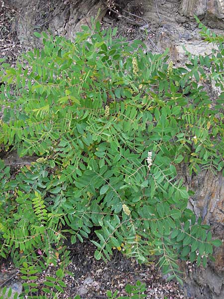 Rhus coriaria \ Gew�rz-Sumach, Gerber-Sumach / Elm-Leaved Sumach, E Picos de Europa, Potes 13.8.2012