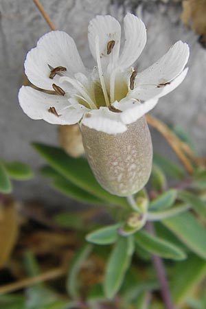 Silene uniflora \ Einbltiges Leimkraut / Sea Campion, E Asturien/Asturia Ribadesella 10.8.2012