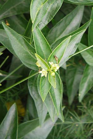 Vincetoxicum hirundinaria subsp. lusitanicum \ Portugiesische Schwalbenwurz / Portuguese Swallow Wort, E Asturien/Asturia Ribadesella 10.8.2012