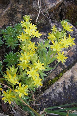 Saxifraga aizoides \ Fetthennen-Steinbrech / Yellow Mountain Saxifrage, E Pyrenäen/Pyrenees, Ordesa 23.8.2011